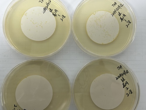 為什么微生物培養時平板要倒置